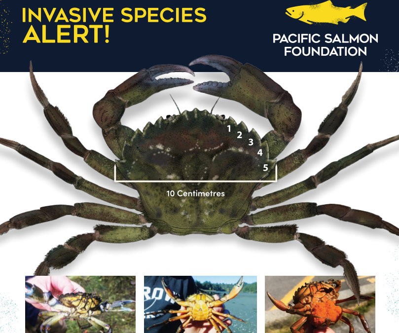 Good crab, bad crab local project to protect marine life expands Cortes Radio