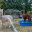 Alpaca rescuer celebrates tenth year of ‘gentle method’ wool shearing